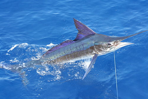 Striped marlin